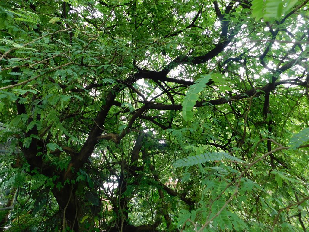 Green Woods Bethlehem Kochi Exterior foto